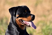 Rottweiler Growth Chart – When Are Rottweilers Fully Grown?