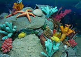 Free download Sea Life images Marine Life HD wallpaper and background ...