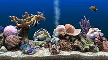 Marine Aquarium 3 screensaver Awesome beauty and visuals - YouTube