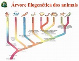 O Reino Animal - Resumo - Planeta Biologia