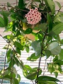 My first Hoya Carnosa bloom!!!!!!!!!!! I HAVE WAITED THREE YEARS FOR ...