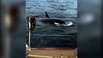 ‘Killer whales attacked my yacht for 45 minutes’ – 3rabbusiness