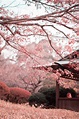 Pretty Photos of Cherry Blossoms | POPSUGAR Smart Living Photo 15