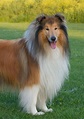 Cane Lassie: carattere, alimentazione e caratteristiche - Dogalize