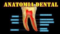 Anatomia do Dente - Resumo - YouTube