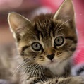 Chaton Trop Chou - Chat trop mignons | Photos de nos animaux