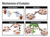 Mechanisms of Evolution