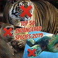 Top 50 Endangered Species of 2019 (+Solutions and Ideas on How to Save ...