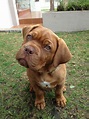 Dogo de Burdeos | French mastiff puppies, Bordeaux dog, Cute animals