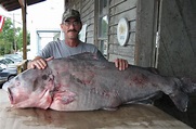 Biggest Catfish World Record