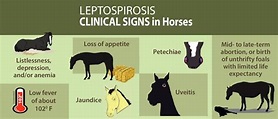 Leptospirosis – The Horse