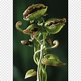Planta carnívora carnívoro venus atrapamoscas comer, flor mosca ...