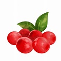 cranberry fruit cartoon 11420918 PNG