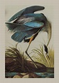 Birds.- Audubon (John James) The Original Water-Colour Paint