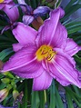 Cool Purple Lily Flower Images 2022 - One Atlas