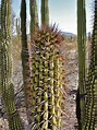 Desert Blooms: Spectacular Photos of Organ Pipe Cactuses | Live Science