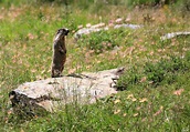 Der Aufpasser... Foto & Bild | tiere, wildlife, natur Bilder auf ...