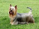 Australian Silky Terrier - Pets