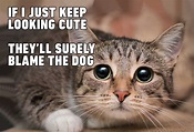 Cats definitely own us: All these funny memes make it clear – Film Daily