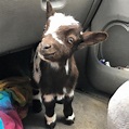 He’s just the happiest little goat! Wanna get a... - Cuteness is made ...