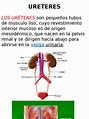 Ureteres | Sistema urinario | Riñón