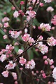 Viburnum bodnantense 'Charles Lamont' | BCM Baumschule Christoph Marken