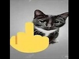 Gato enseñando dedo de enmedio - YouTube