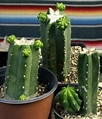 TODO sobre el Cactus de San Pedro - ¿Como es, cuidados, riego, etc...