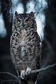 A wise Owl. - PicFlick