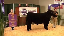 2015 Michigan Livestock Expo Sale-abration Auction - YouTube