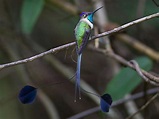 Introducir 61+ imagen colibri maravilloso del peru - Viaterra.mx