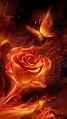 Fire Rose Wallpapers - Wallpaper Cave