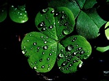 Irish Shamrock Wallpapers - Wallpaper Cave