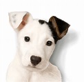 Jack Russell Terrier Free PNG Image | PNG Arts