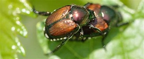 Le scarabée insecte nuisible et ravageur au Québec
