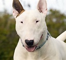 Todo sobre el Bull Terrier * PERRO.SHOP