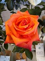 Rose (Rosa 'Wildfire') in the Roses Database - Garden.org