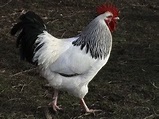 Sussex zu verkaufen | Hühner | Rassen Information | Omlet