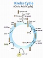 C 8 - Photosynthesis and Respiration - DFJHS Science | Study biology ...