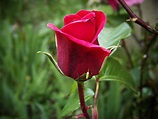Fotos gratis : flor, pétalo, Rosa, rojo, botánica, rosado, flora ...