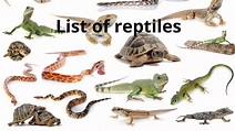 List of reptiles - comprehensive list of all reptile types and families