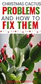 Christmas cactus problems and how to fix them – Artofit