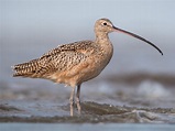 Cambrian Wildwood: Curlew