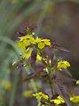 Lysimachia ciliata 'Firecracker' - Beth Chatto's Plants