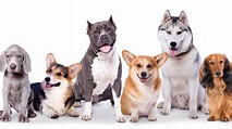 ¿Cuáles son las razas de perros más populares?
