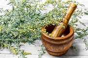 Wormwood: Best 7 Health Benefits