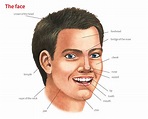 face noun - Definition, pictures, pronunciation and usage notes ...