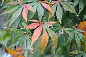 Japanese Maple Tree Diseases: 46 Facts | Antique Njir