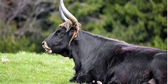 La Historia del uro, un antiguo toro salvaje europeo | Sercolombiano