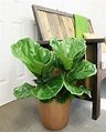 15 Plants on Amazon You Can Have Delivered to Your Home